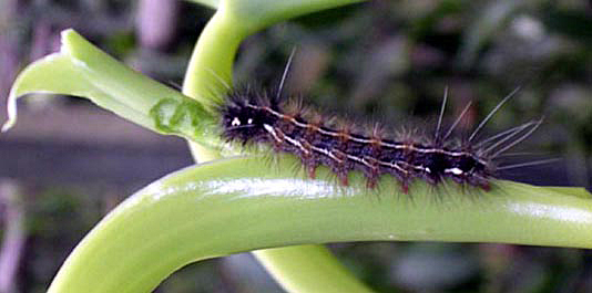 Pests > Pests Entities > Insects > Moths & butterflies > Caterpillars,  Vanilla, Madagascar - PestNet