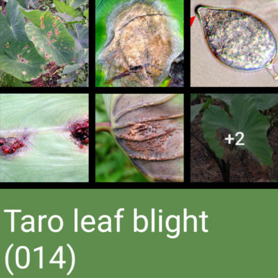 taro-leaf-blight-sq